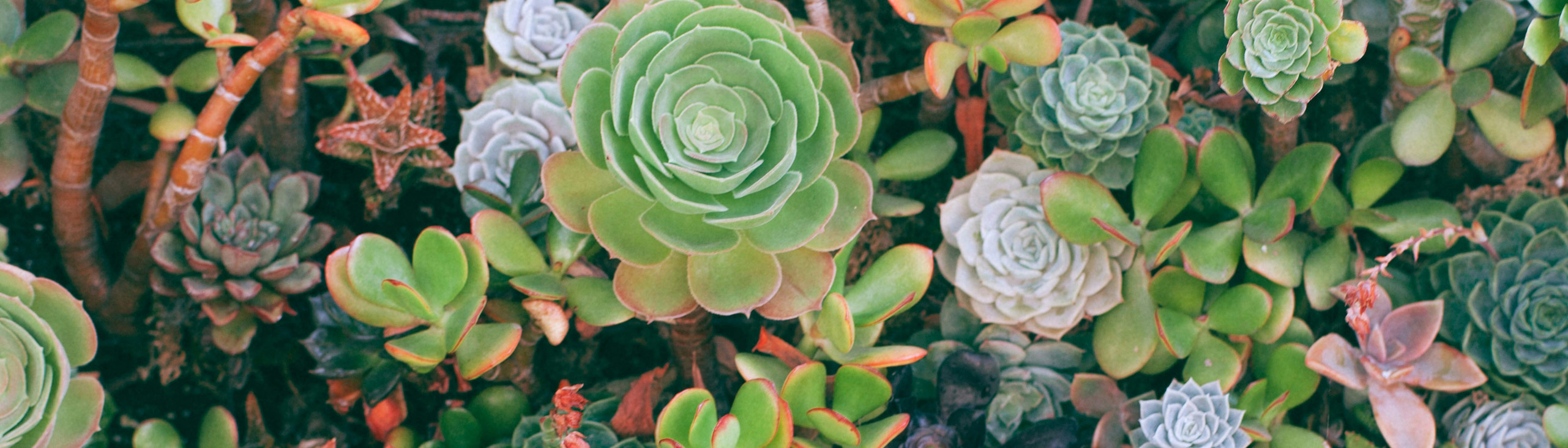 overhead photo of lots of different green succulents