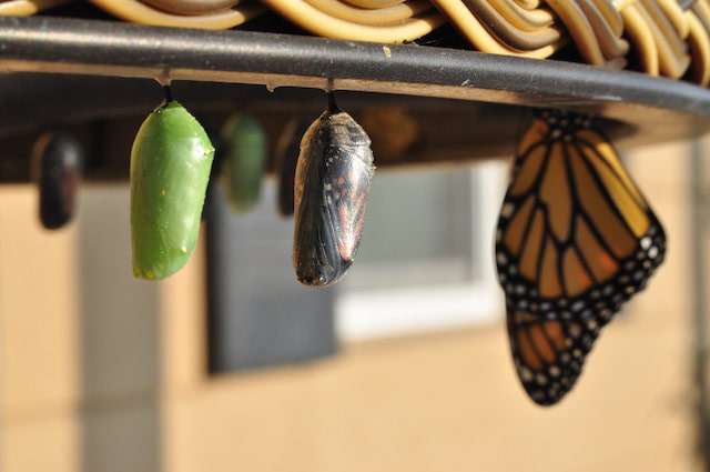 photo of monarch butterfly pupae in different stages of emergence