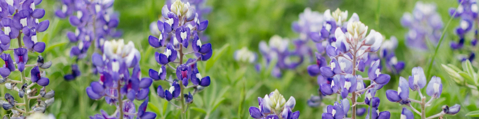 close up photo of a field of bluebonnets