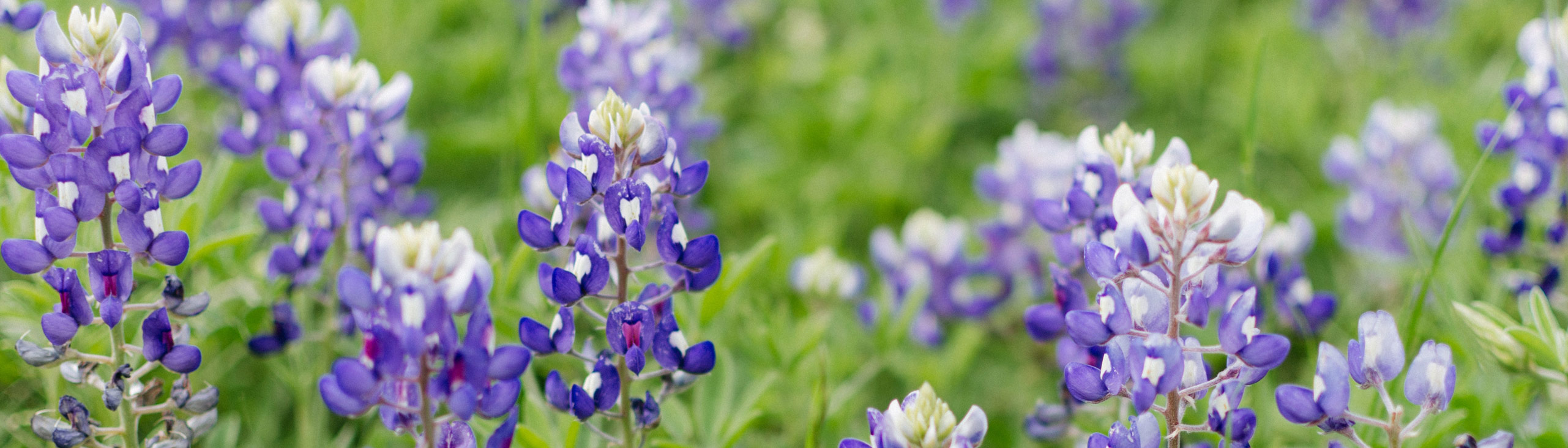 close up photo of a field of bluebonnets