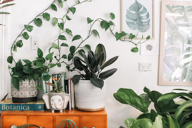 photo of an office with lots of viney green plants and plant art on the wall